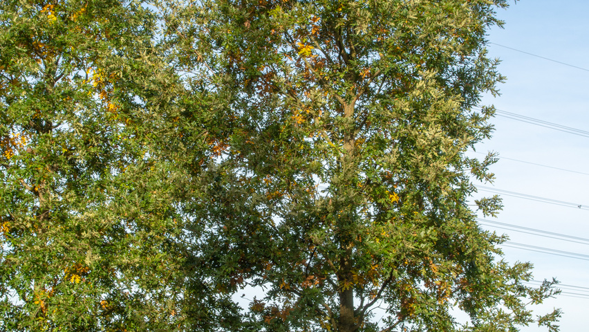 Quercus cerris mehrstämmige