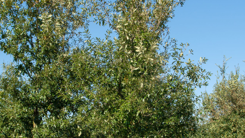 Quercus cerris 'Wodan' pokrój naturalny