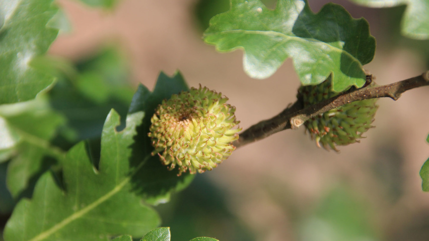 Quercus cerris 'Wodan' owoce