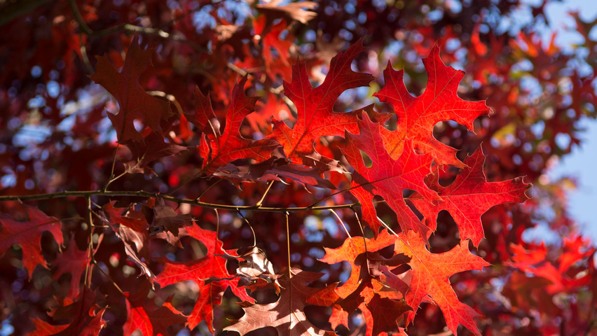 Quercus coccinea feuilles automnale