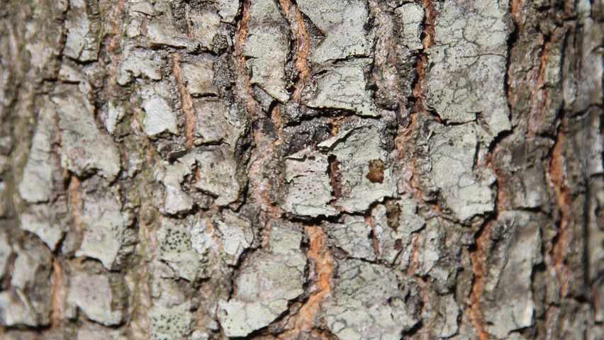 Quercus coccinea tronc
