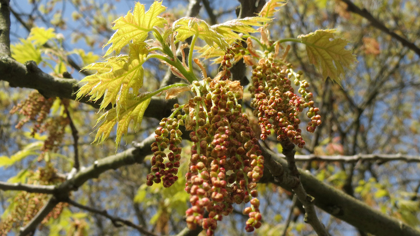 Quercus coccinea fleurs