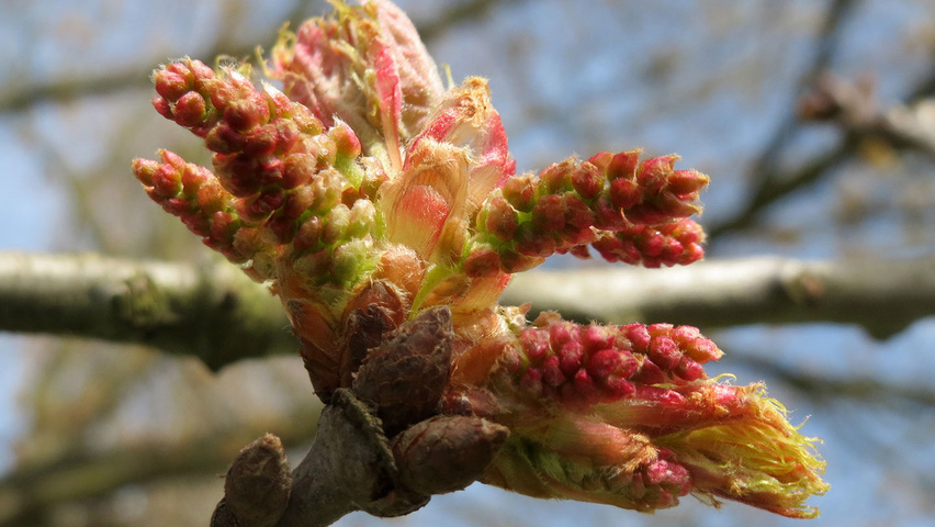 Quercus coccinea fleurs