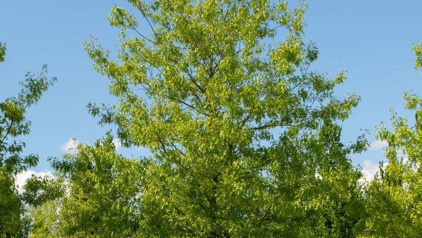 Quercus coccinea haute tige