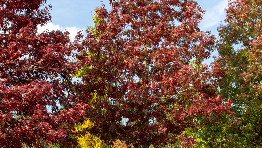 Quercus coccinea haute tige