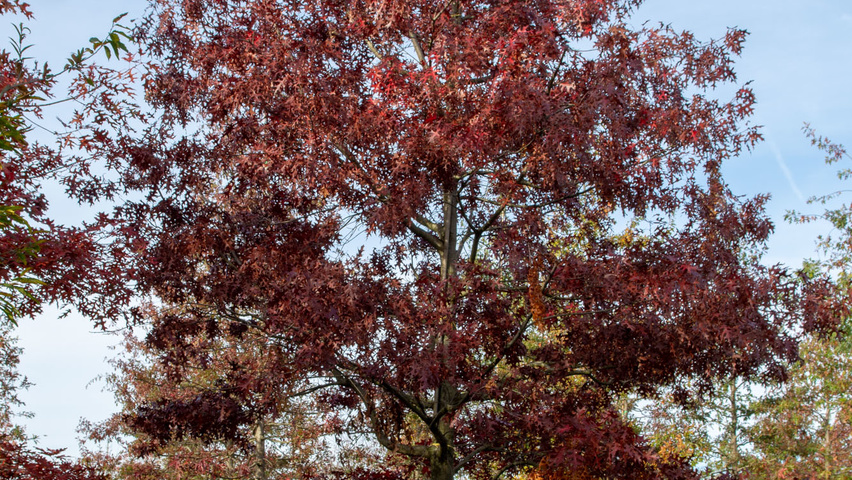 Quercus coccinea haute tige