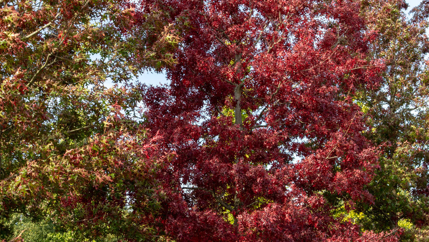Quercus coccinea haute tige