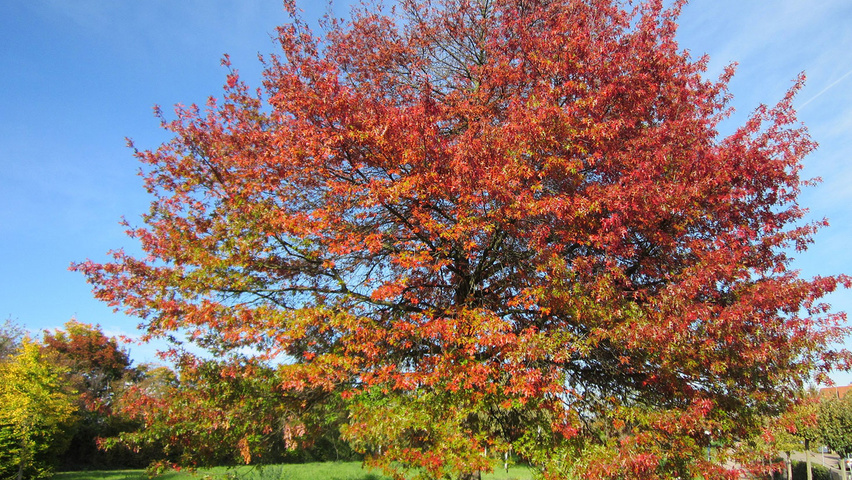 Quercus coccinea haute tige