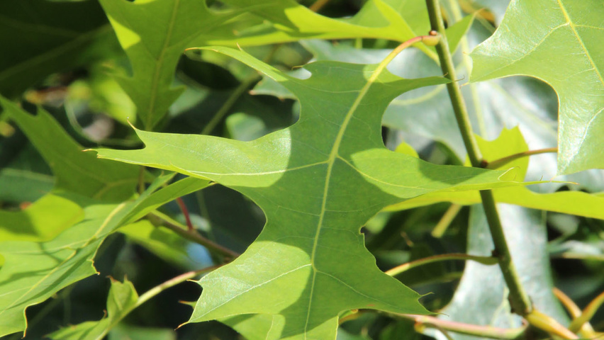 Quercus coccinea Feuilles