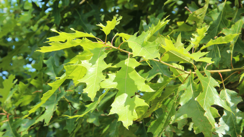 Quercus coccinea Feuilles