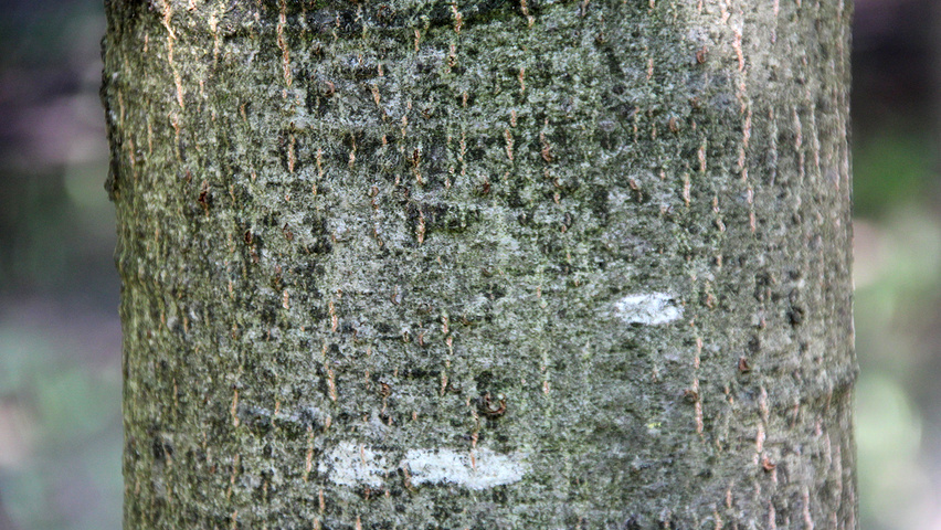 Quercus coccinea 'Splendens' Rinden