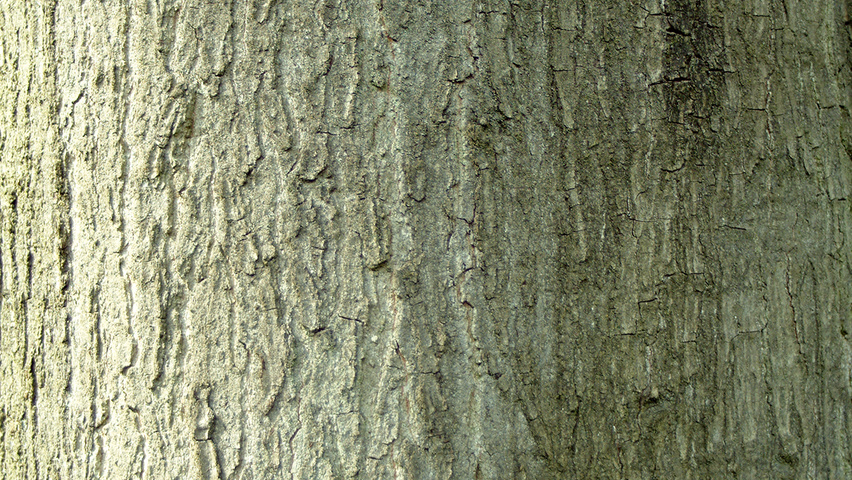 Quercus coccinea 'Splendens' Rinden