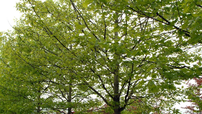 Quercus coccinea 'Splendens' hochstämmig