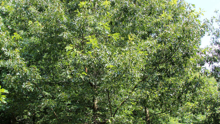Quercus coccinea 'Splendens' hochstämmig