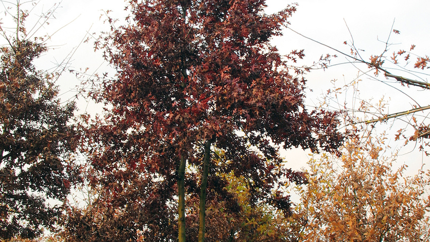 Quercus coccinea 'Splendens' mehrstämmige