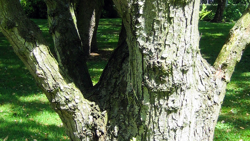 Quercus 'Columna' bast