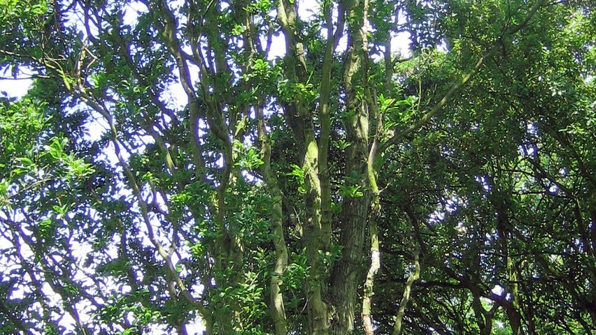 Quercus 'Columna' hoogstam