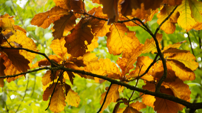 Quercus dentata herfstblad