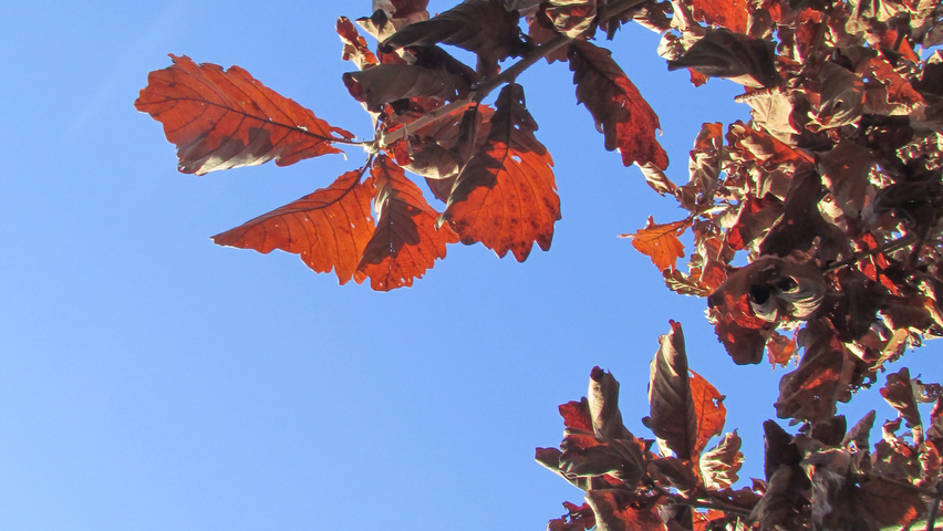 Quercus dentata herfstblad