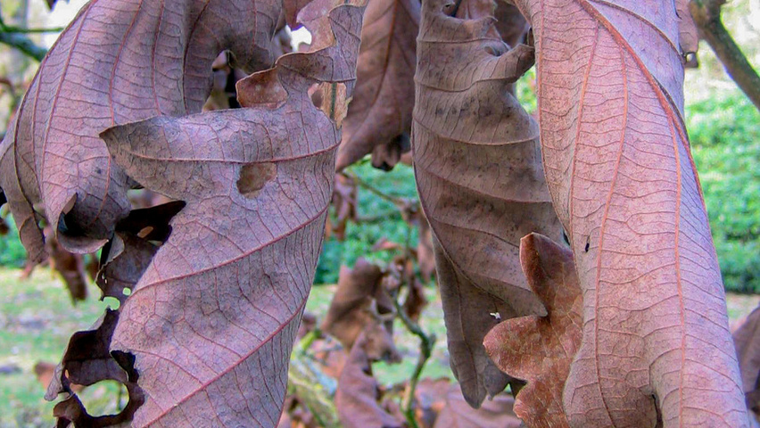 Quercus dentata herfstblad