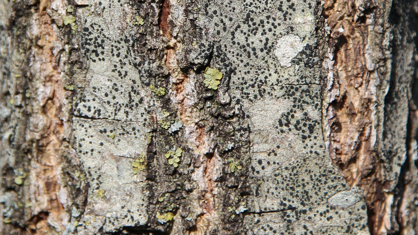 Quercus dentata bast