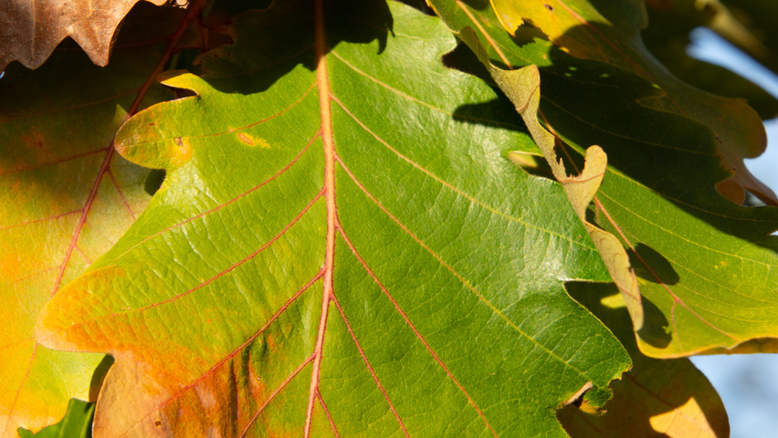 Quercus dentata 'Carl Ferris Miller' Herbstblatt