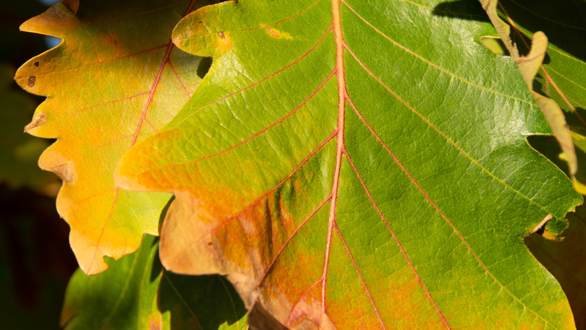 Quercus dentata 'Carl Ferris Miller' Herbstblatt
