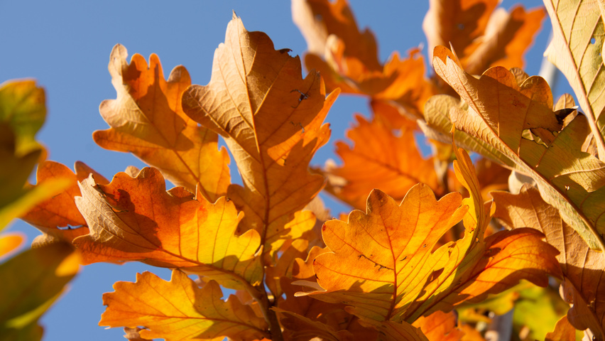 Quercus dentata 'Carl Ferris Miller' Herbstblatt