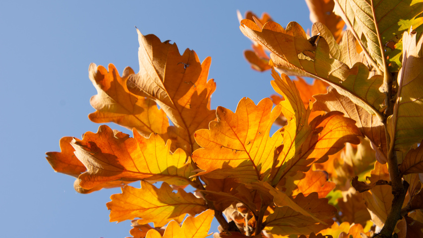 Quercus dentata 'Carl Ferris Miller' Herbstblatt