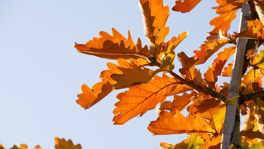 Quercus dentata 'Carl Ferris Miller' Herbstblatt