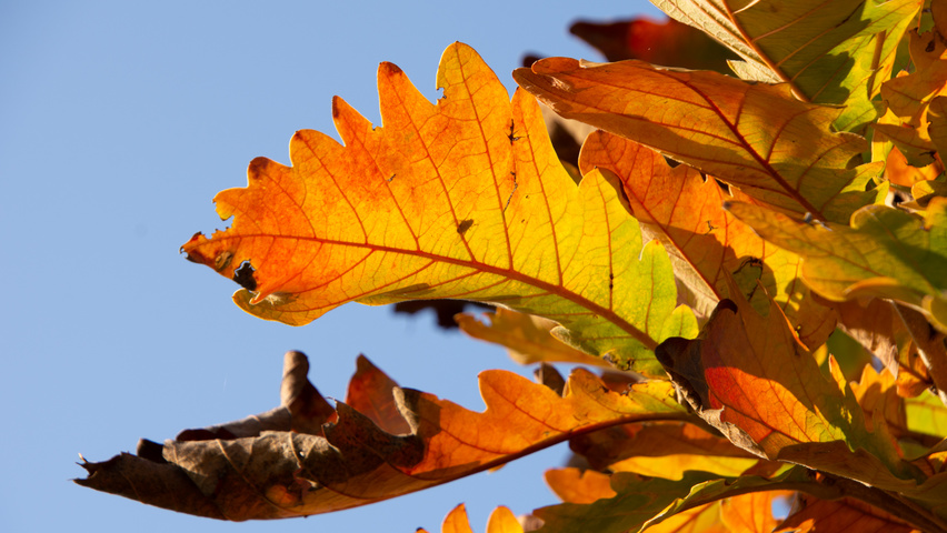 Quercus dentata 'Carl Ferris Miller' Herbstblatt
