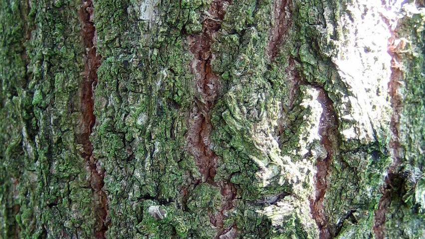 Quercus dentata 'Carl Ferris Miller' Rinden