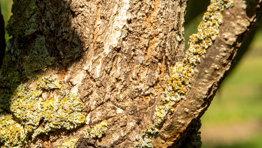 Quercus dentata 'Carl Ferris Miller' Rinden