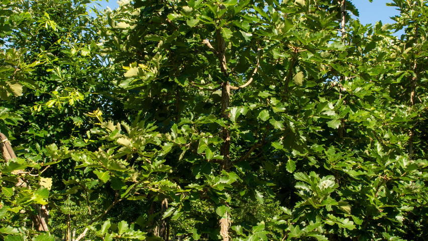 Quercus dentata 'Carl Ferris Miller' Stammbüsche