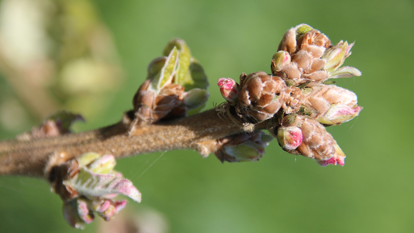 Quercus dentata 'Carl Ferris Miller' Blumen
