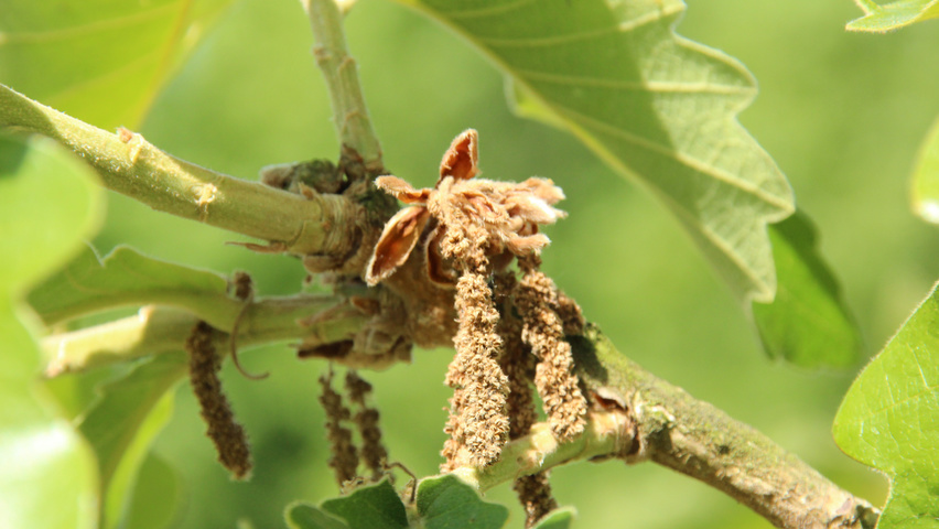 Quercus dentata 'Carl Ferris Miller' Blumen