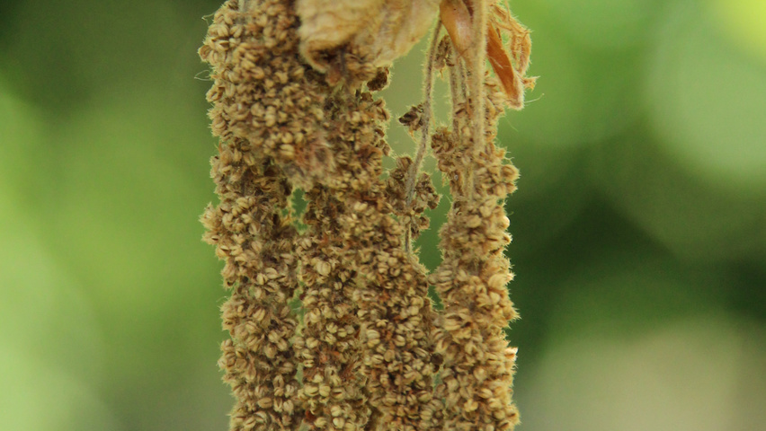 Quercus dentata 'Carl Ferris Miller' Blumen