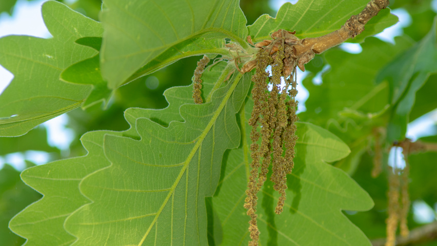 Quercus dentata 'Carl Ferris Miller' Blumen