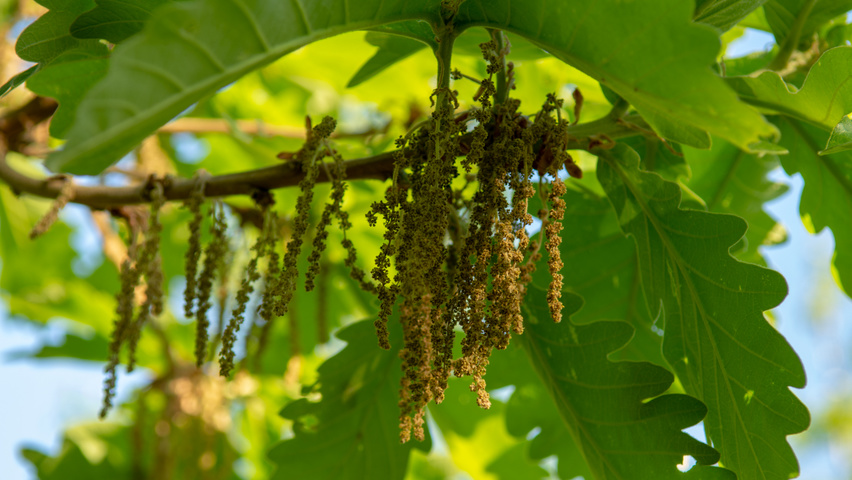 Quercus dentata 'Carl Ferris Miller' Blumen