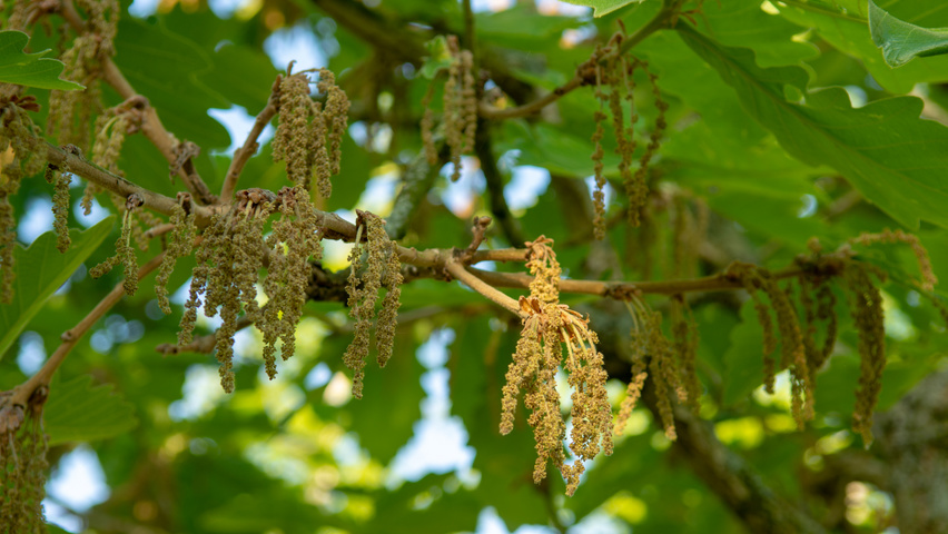 Quercus dentata 'Carl Ferris Miller' Blumen