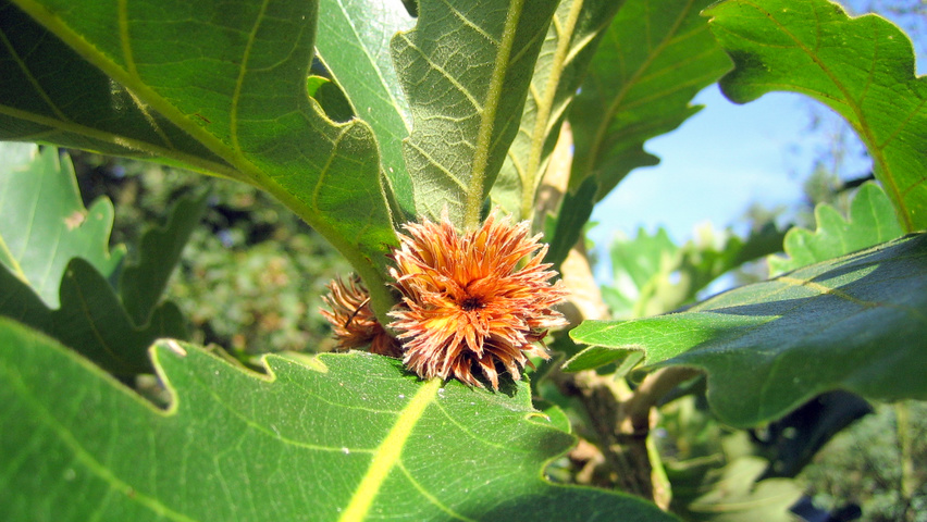 Quercus dentata 'Carl Ferris Miller' Frucht