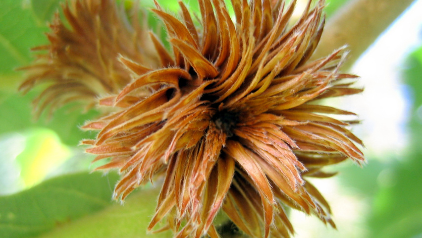 Quercus dentata 'Carl Ferris Miller' Frucht