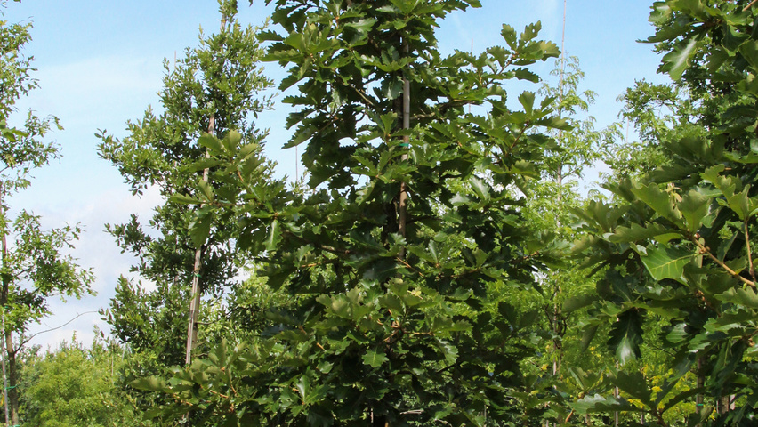 Quercus dentata 'Carl Ferris Miller' hochstämmig