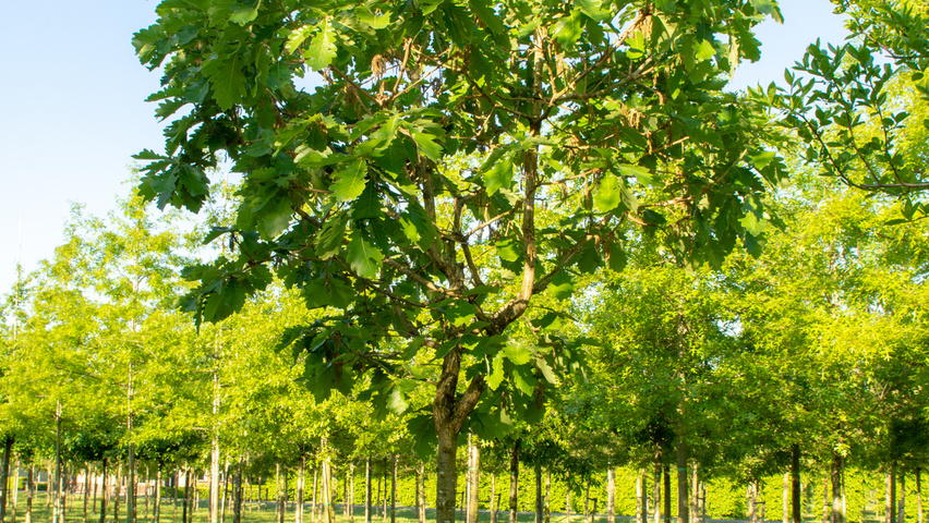 Quercus dentata 'Carl Ferris Miller' hochstämmig
