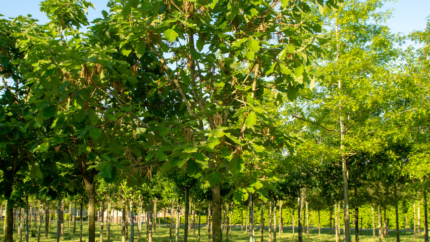 Quercus dentata 'Carl Ferris Miller' hochstämmig