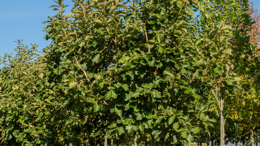 Quercus dentata 'Carl Ferris Miller' hochstämmig