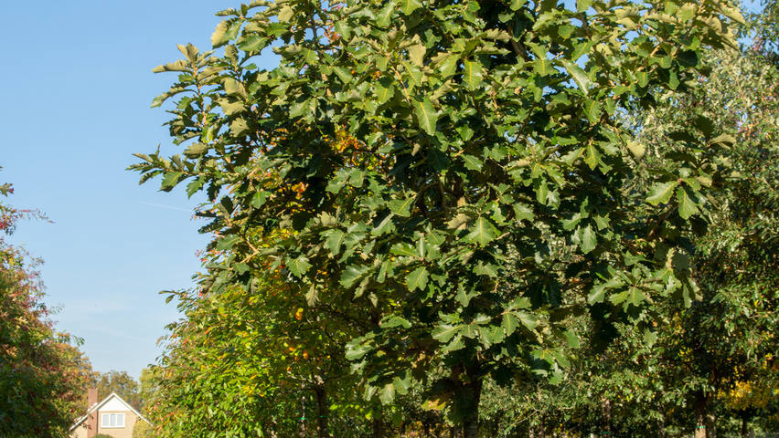 Quercus dentata 'Carl Ferris Miller' hochstämmig