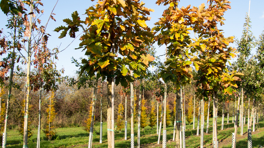 Quercus dentata 'Carl Ferris Miller' hochstämmig