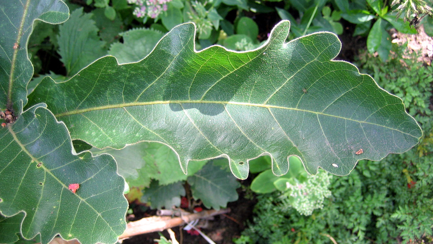 Quercus dentata 'Carl Ferris Miller' Blatt