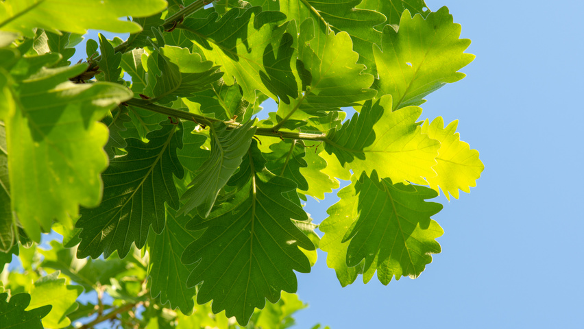 Quercus dentata 'Carl Ferris Miller' Blatt